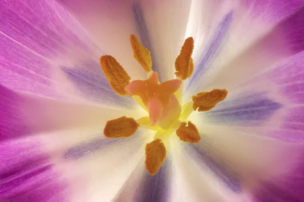 The Center of a Flower — Stock Photo, Image