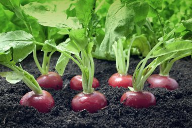 Radish organic clipart