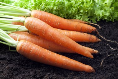 Carrots organic clipart
