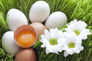 Eggs ecological and yellow yolk clipart