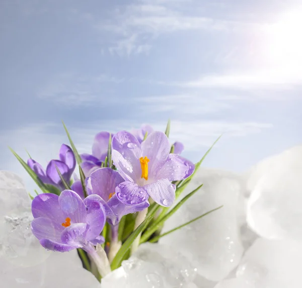Crocus en het voorjaar — Stockfoto