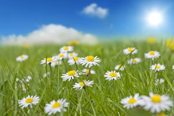 Daisy in het voorjaar op weide — Stockfoto