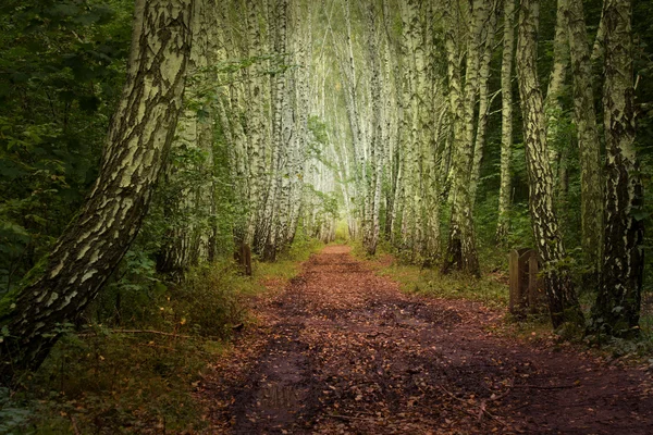 stock image Birch alley fairy wood