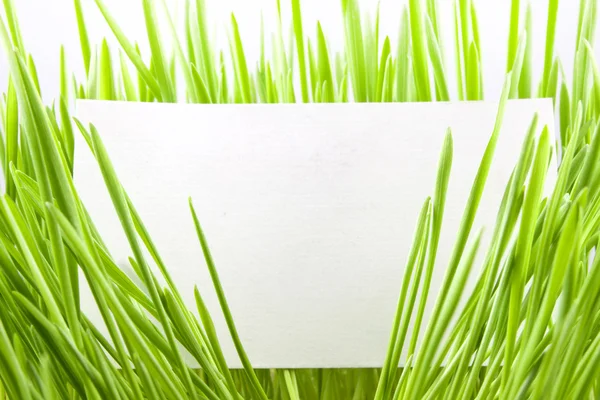 Cartão de visita em branco na grama verde — Fotografia de Stock