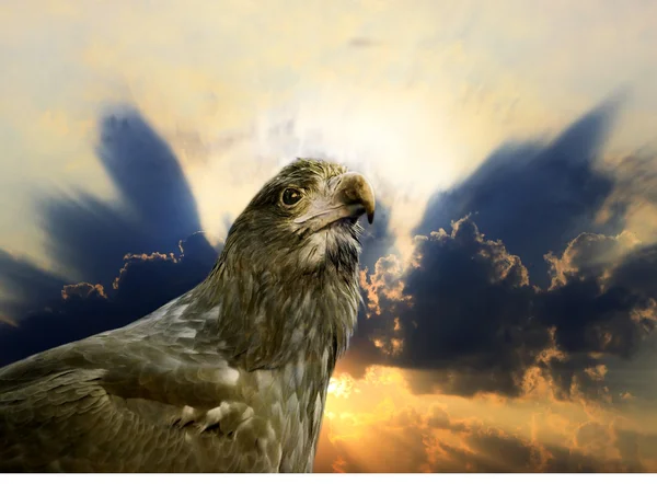 stock image Eagle of freedom