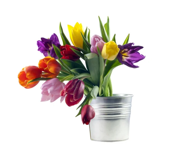 Tulips in the bucket — Stock Photo, Image
