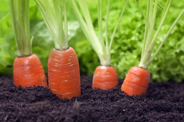 Zanahorias orgánicas — Foto de Stock