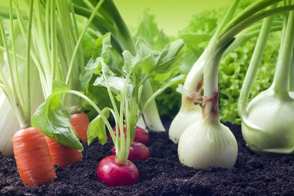 Groenten groeien in tuin — Stockfoto