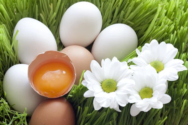 Huevos yema ecológica y amarilla —  Fotos de Stock