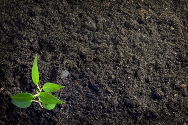 Soil and plant background clipart