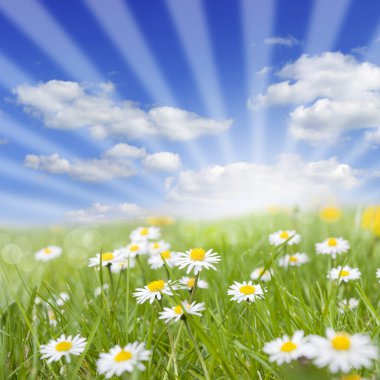 Spring meadow and daisy on green grass clipart