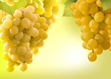 Wine grapes border clipart
