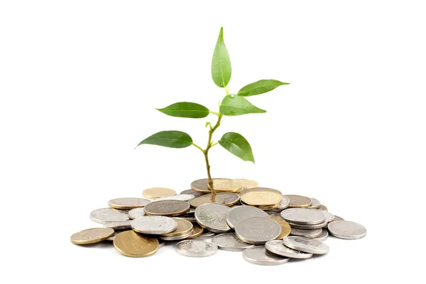 Investimento economizar dinheiro planta e moedas — Fotografia de Stock