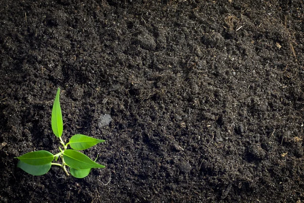 Soil and plant background — Stock Photo, Image