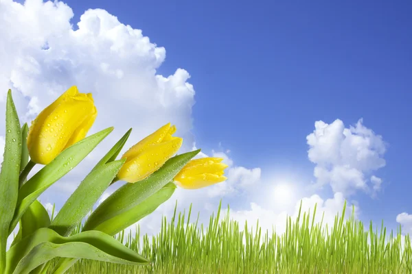 Tavaszi tulipán és a rét — Stock Fotó