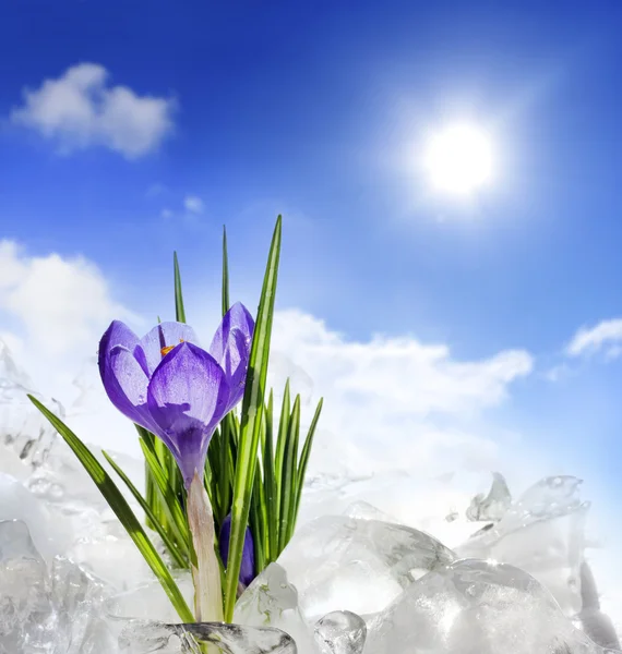 Crocus and spring in snow — Stock Photo, Image