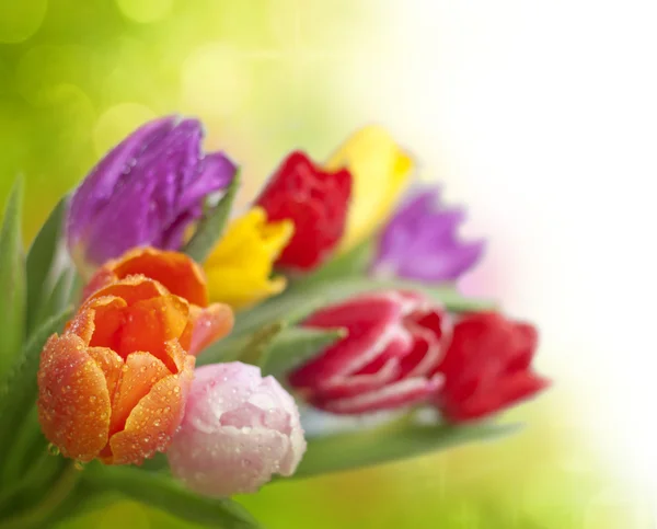 Spring tulips and bokeh background — Stock Photo, Image
