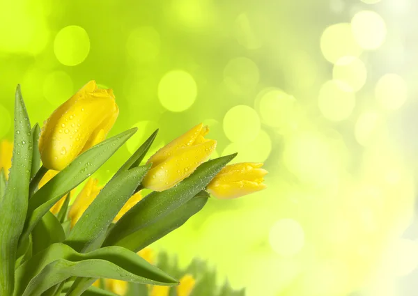 Весняні тюльпани — стокове фото