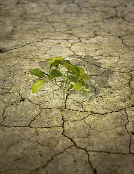 Árbol en tierra seca —  Fotos de Stock
