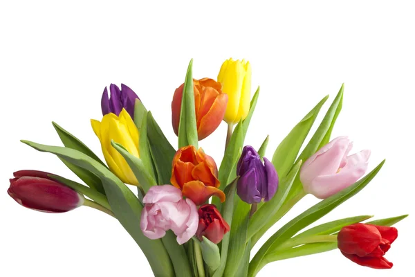 Bouquet of tulips isolated — Stock Photo, Image