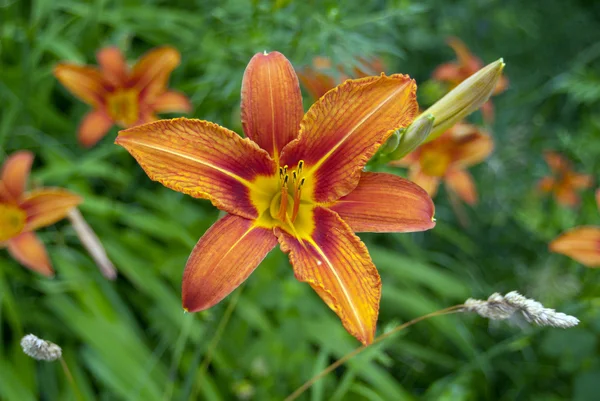 stock image Lily garden