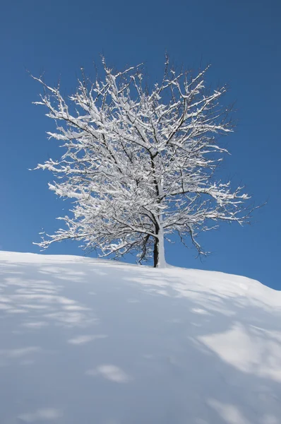 Stock image Snow-covered tree