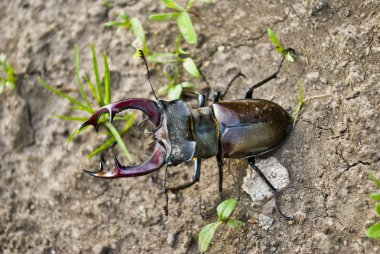 Lucanus cervus