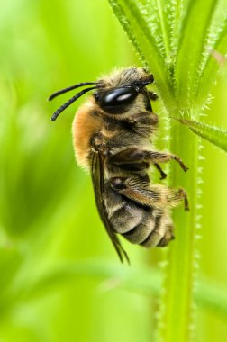 Eucera sp, Long Horned bee clipart