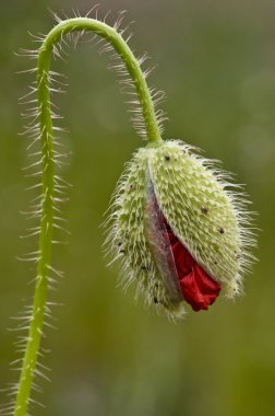 gelincik (bitki), orn haşhaş, Mısır gül, alan haşhaş, flanders haşhaş, haşhaş, kırmızı kırmızı ot, Çift.