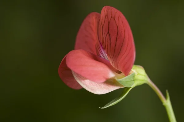 Lathyrus cicera, červená hrášek — Stock fotografie
