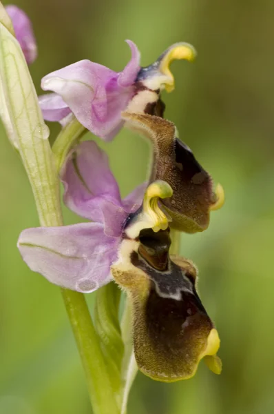 Ophrys tenthredinifera, blad-geting redovisade ophyrs, bladstekel orkidén. — Stockfoto