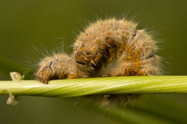 lasiocampa trifolii, çim eggar