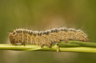 Lasiocampa trifolii, Grass Eggar clipart