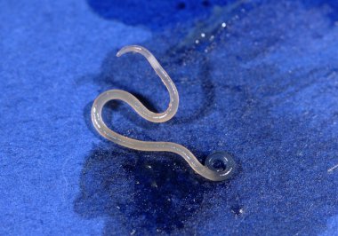 Anisakis simplex, Herring worm clipart