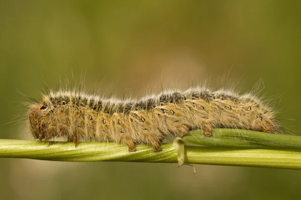 Lasiocampa trifolii, çim eggar — Stok fotoğraf