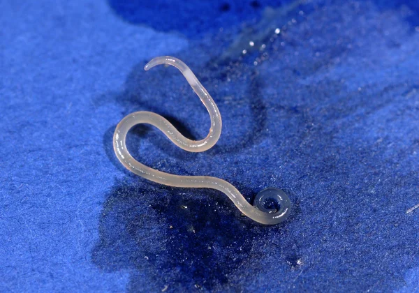 Anisakis simplex, Herring worm — Stock Photo, Image