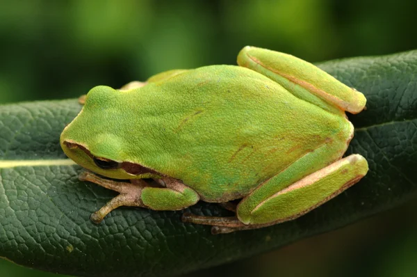 Hyla meridionalis, European tree frog — Stock Photo, Image