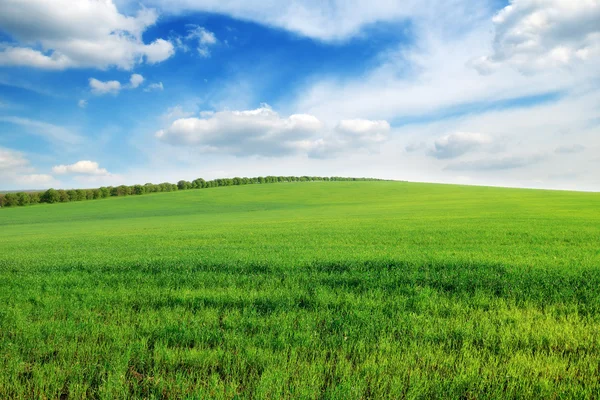 stock image Spring field