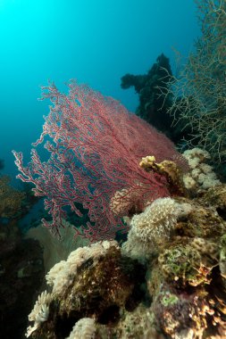 deniz fan ve red Sea sualtı sahne.