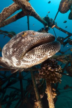 Malabar orfoz (epinephelus malabaricus) kızıl denizi.