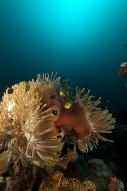 Magnificent anemone (heteractis magnifica) in the Red Sea. clipart