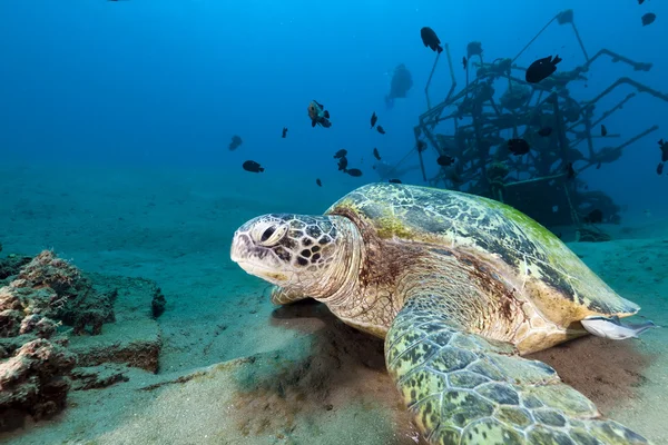 Grüne Schildkröte (chelonia mydas) im Roten Meer. — Stockfoto