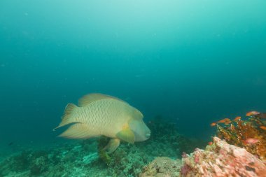 Napoleon wrasse, Kızıldeniz.