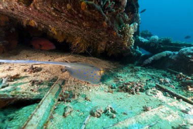 bluespotted stingray Kızıldeniz yolanda kazasında.