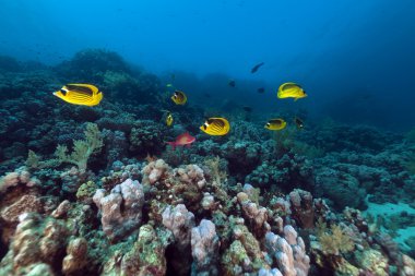 Raccoon butterflyfishes (chaetodon fasciatus) in the Red Sea. clipart