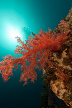 Kızıl Deniz içinde tropikal sualtı sahne.