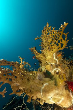 Fire coral in the Red Sea. clipart