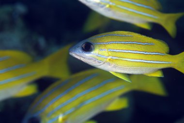 Blue-striped snapper in the Red Sea. clipart