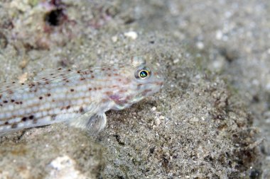 süslü kaya balığı (istigobius decoratus) yakın çekim.