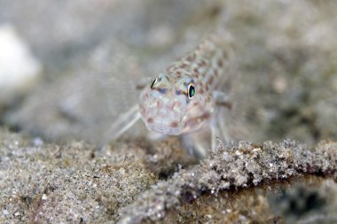 süslü kaya balığı (istigobius decoratus) yakın çekim.